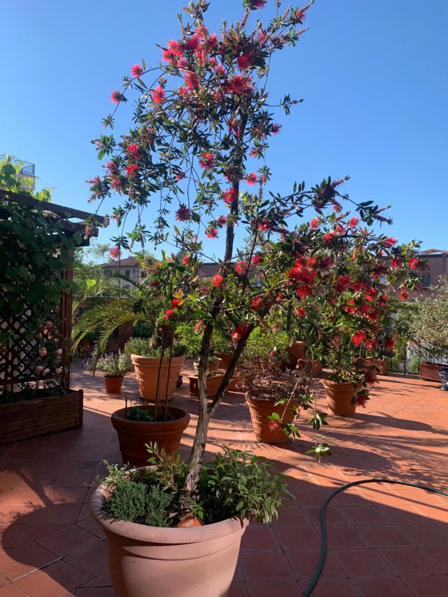 La Terrazza Da Ernestina Daire Lucca Dış mekan fotoğraf